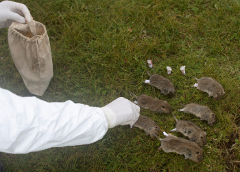 A member of the plague prevention team under a local disease control and prevention centre labels rodents on a grassland in Serxu county, Garze Tibetan Autonomous Prefecture, Sichuan province, China August 28, 2019. Picture taken August 28, 2019. To match Explainer CHINA-HEALTH/PLAGUE  REUTERS/Stringer  ATTENTION EDITORS - THIS IMAGE WAS PROVIDED BY A THIRD PARTY. CHINA OUT.